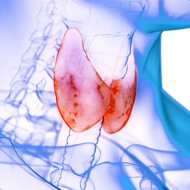 A drawing of the thyroid gland, the butterfly-shaped gland lying across the windpipe at the front of the neck.